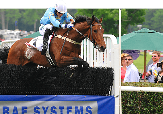 What is a Steeplechase horse?
